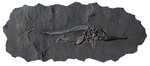 Ichthyosaurier Platte 90cm