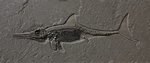 Ichthyosaurier Platte 195x82
