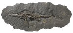 Ichthyosaurier Platte 155x62cm