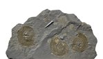 Ammonitenplatte Harpoceras falcifer mit Belmnit